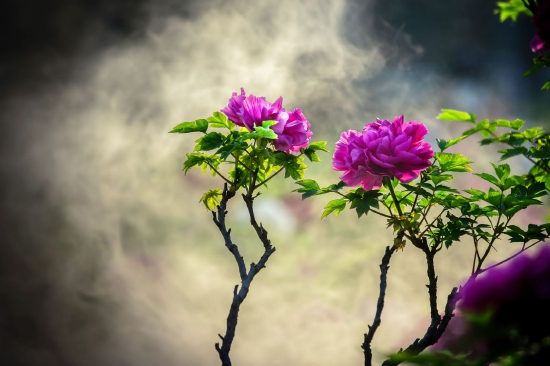 （菏澤市曹州牡丹園。圖片來源：菏澤市攝影家協(xié)會馬曉東）